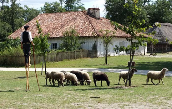 Camping tourisme Ecomusée de Marquèze