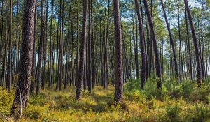 forêt landes