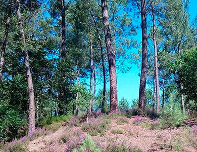 camping dans la foret landaise