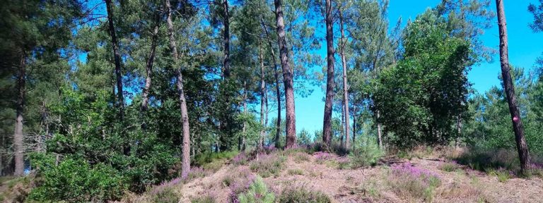 camping dans la foret landaise