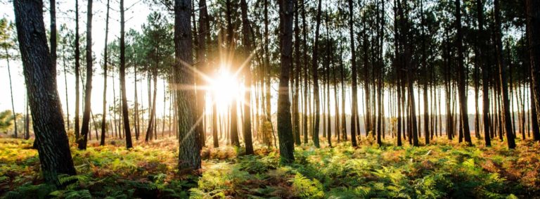 forêt printemps landes