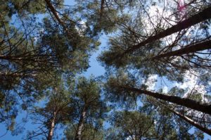 forêt des landes