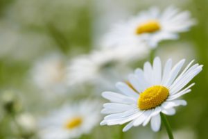 landes au printemps